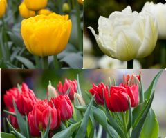 Tulip Double Peony Collection (60 bulbs)